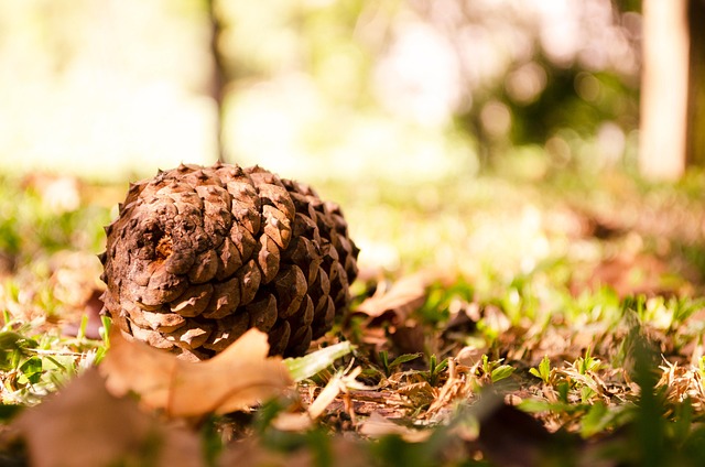 Free Pine Cone Nature photo and picture