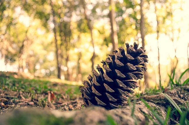 Free Pine Cone Nature photo and picture