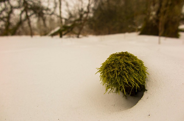 Free Moss Nature photo and picture