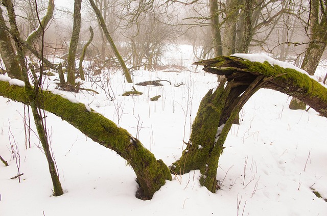 Free Tree Broken photo and picture