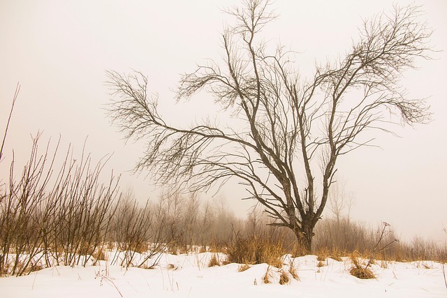 Free Tree Winter photo and picture