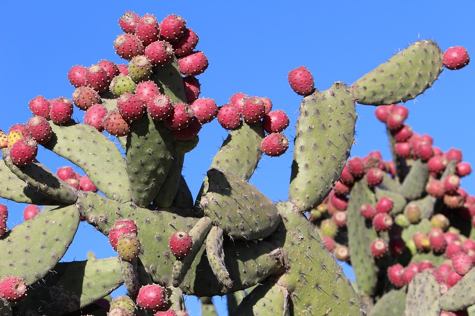 Nopal Tunas Cactus Foto gratis en Pixabay