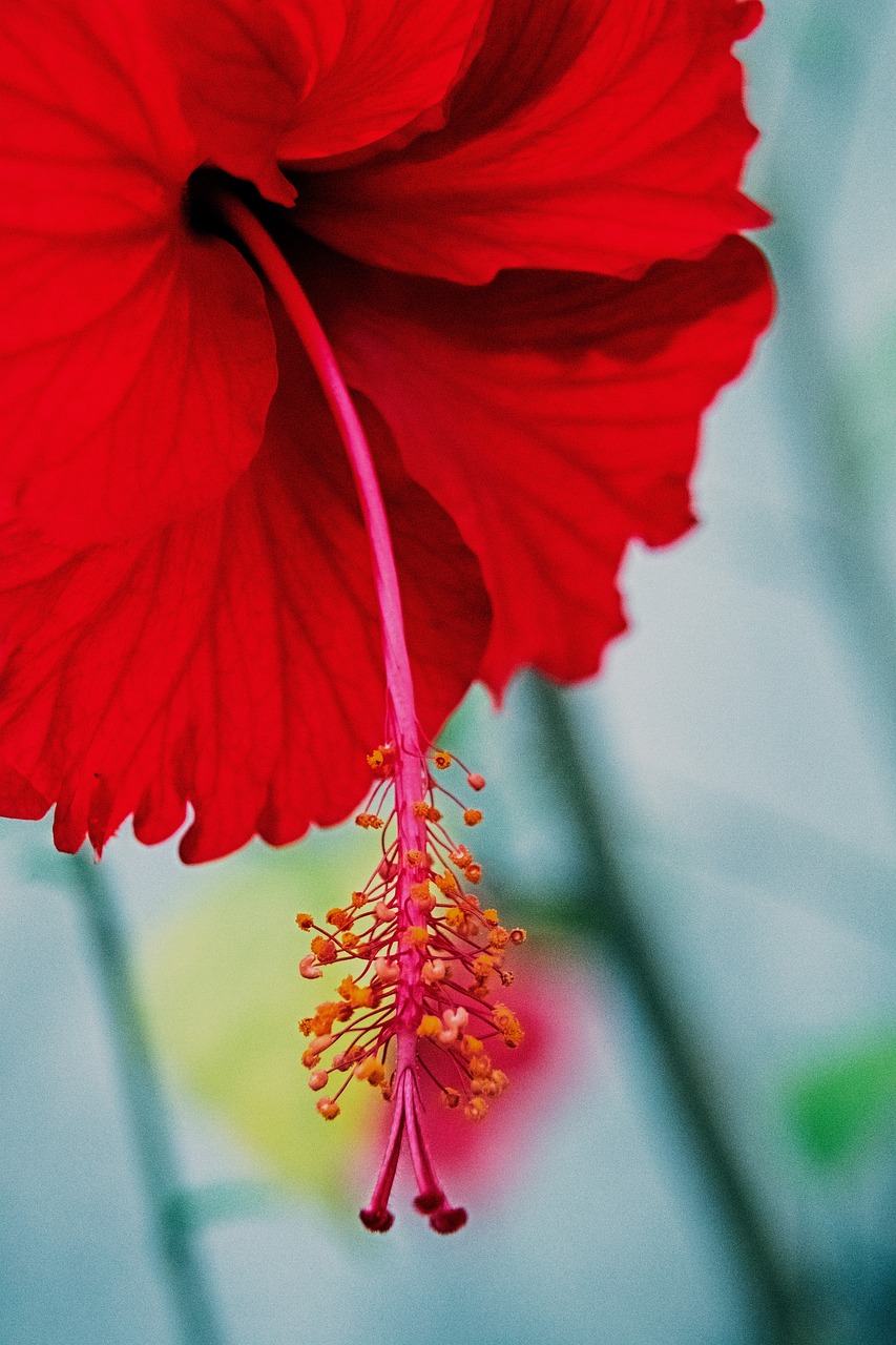 hibiscus-kukka-trooppinen-ilmainen-valokuva-pixabayssa-pixabay