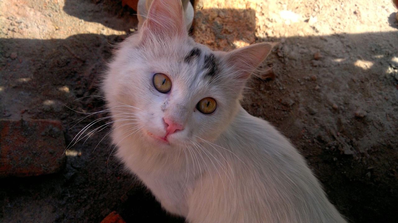 Cat Pakistan Free photo on Pixabay Pixabay