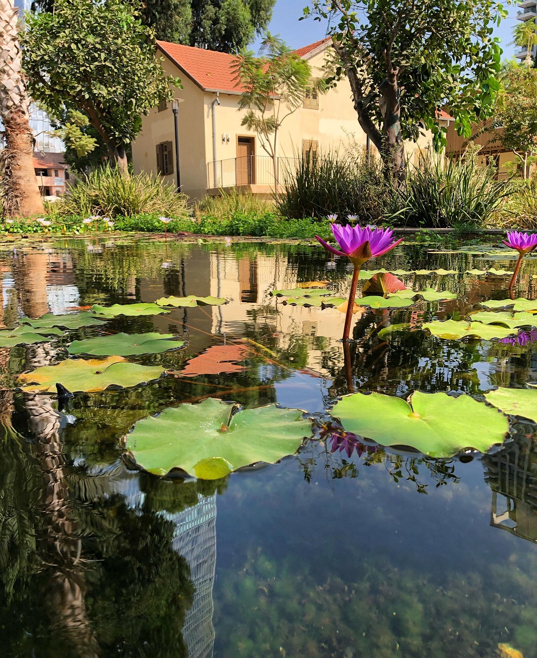 Tel Aviv City Water Free Photo On Pixabay Pixabay
