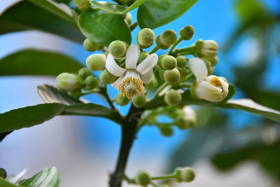 Grapefruit Weiß Aroma Kostenloses Foto auf Pixabay Pixabay