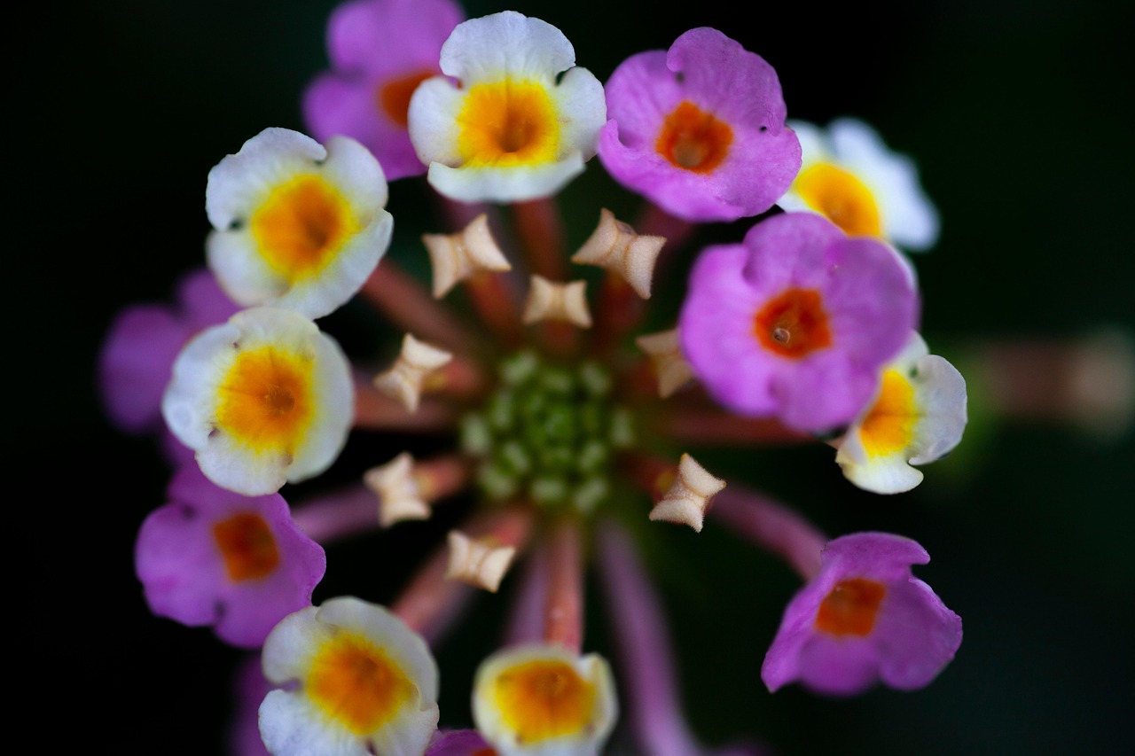 Flower Macro Pink - Free photo on Pixabay - Pixabay