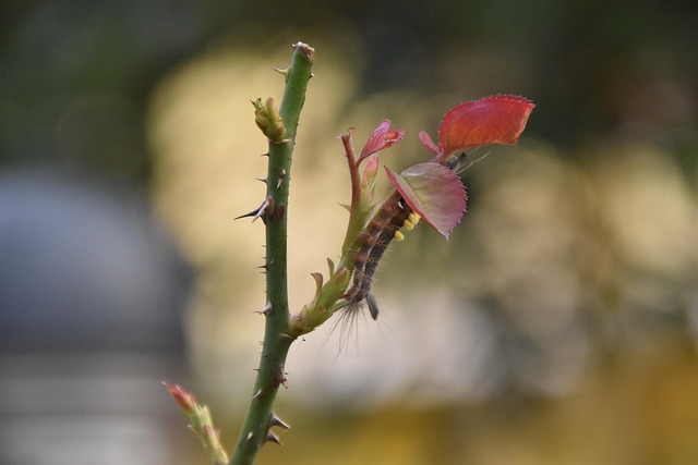 Free Roses Flowers photo and picture