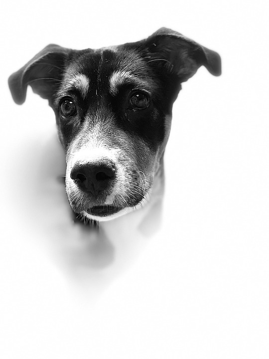 Dog White Puppy - Free photo on Pixabay - Pixabay