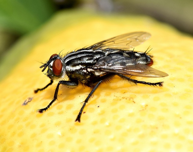 Insecte Voler Jardin Œil - Photo gratuite sur Pixabay - Pixabay