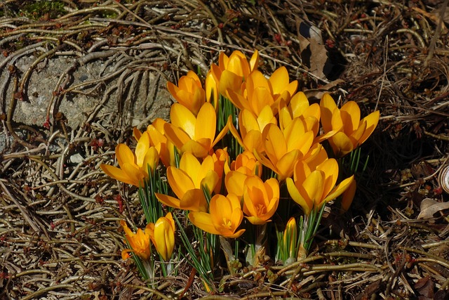 Krokus, Forårsblomst, Tidlig Blomstring