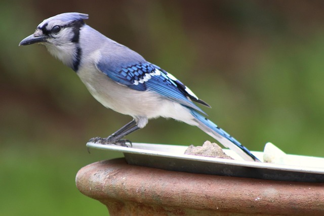 Free Blue Jay Feeding photo and picture