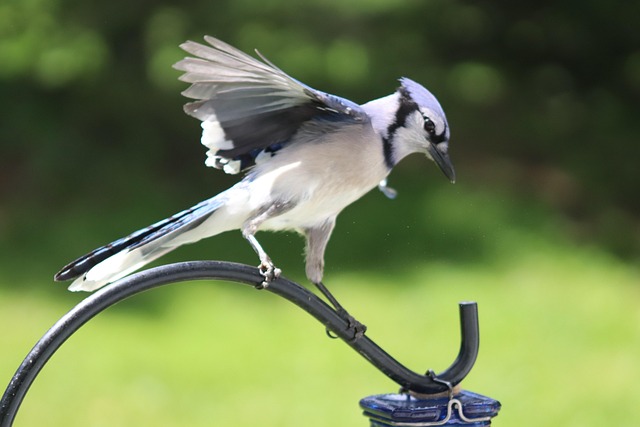 Free Blue Jay Feeding photo and picture