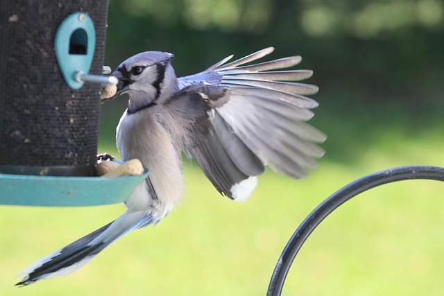 Free Blue Jay Feeding photo and picture