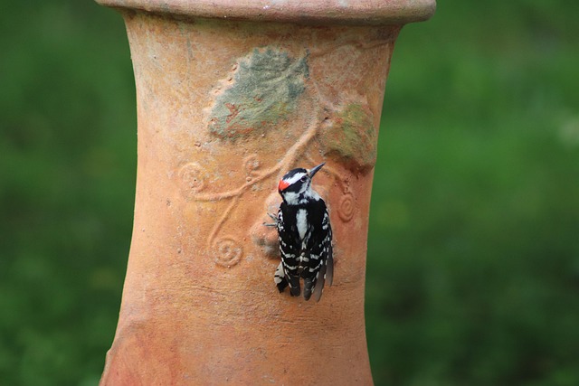 Free Downy Woodpecker photo and picture