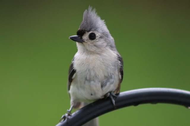 Free Tufted Titmouse Grey photo and picture