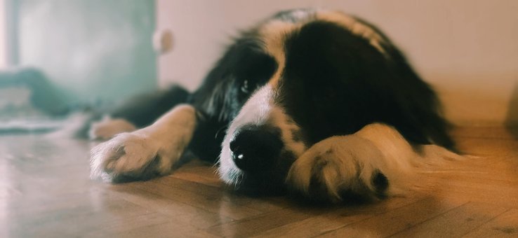 Free Hund Dog photo and picture