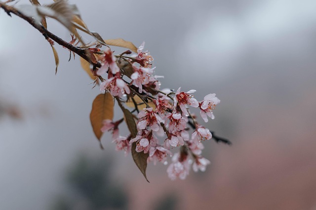 Cereza, Florecer, Primavera, Sakura