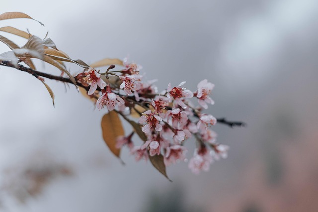 Cereza, Florecer, Primavera, Sakura