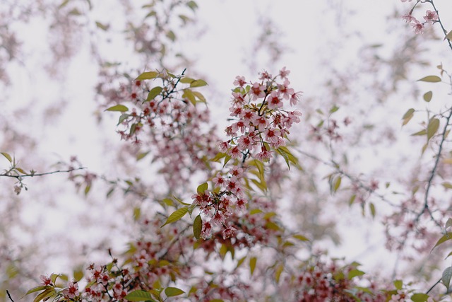 Cereza, Florecer, Primavera, Sakura