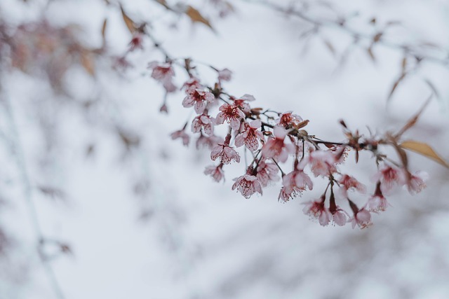Cereza, Florecer, Primavera, Sakura