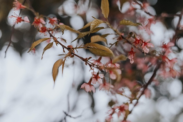 Cereza, Florecer, Primavera, Sakura