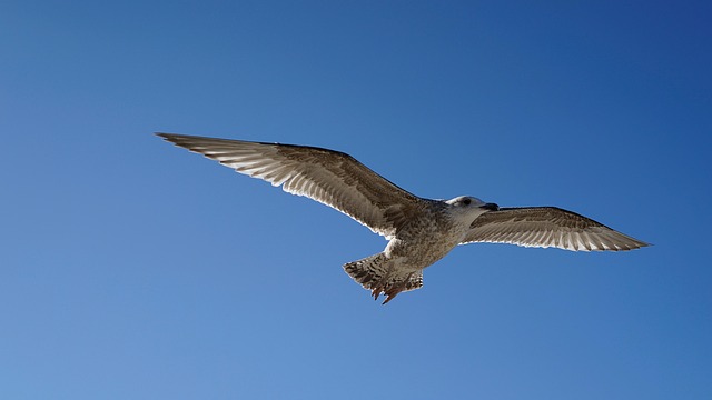 Gaivota, Vôo, Céu Ensolarado, Céu