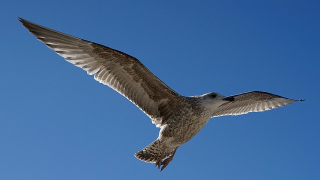 Gaivota, Vôo, Céu Ensolarado, Céu