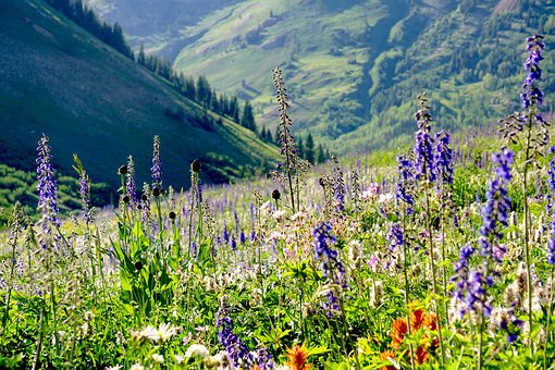 Free Mountains Wildflowers photo and picture