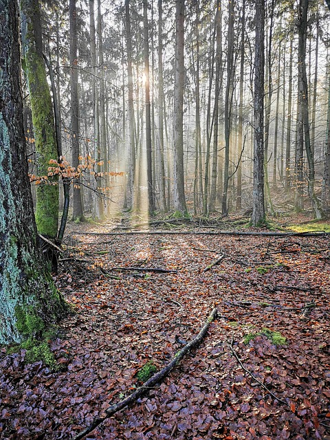Free Forest Nature photo and picture