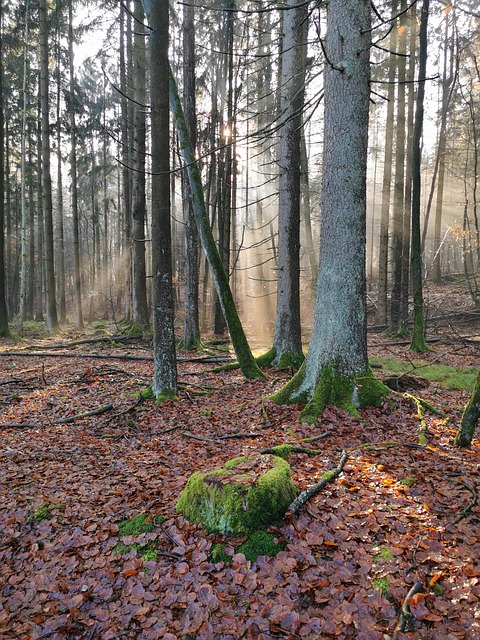 Free Forest Nature photo and picture