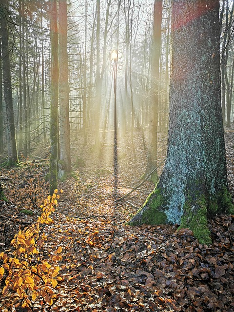 Free Nature Forest photo and picture