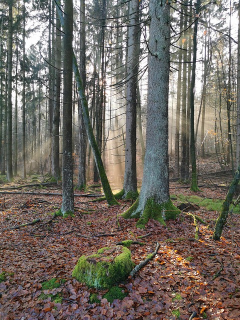Free Nature Forest photo and picture