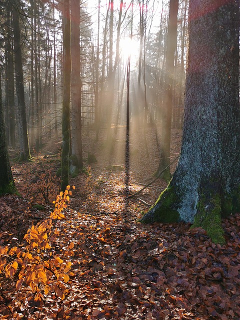 Free Nature Forest photo and picture