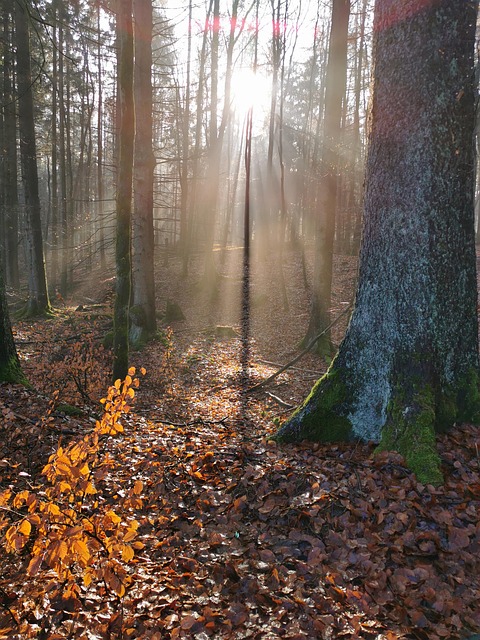 Free Nature Forest photo and picture
