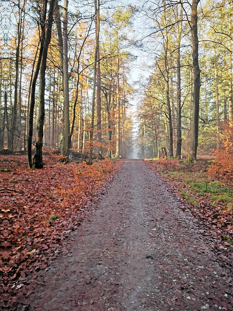 Free Nature Forest photo and picture
