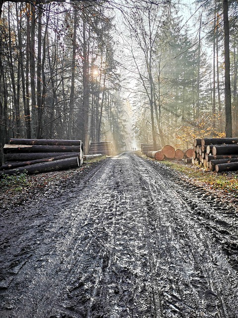 Free Nature Forest photo and picture