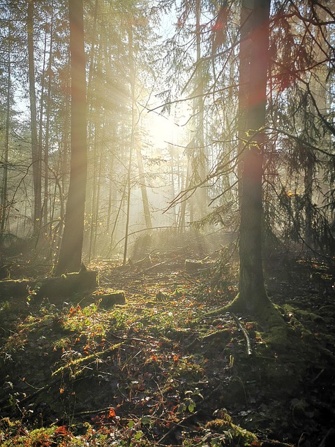 Free Nature Forest photo and picture
