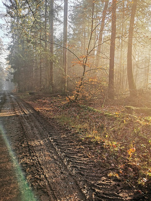 Free Nature Forest photo and picture