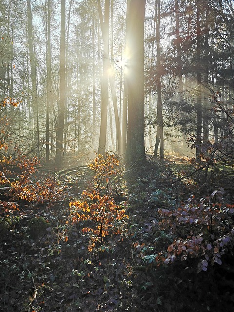 Free Nature Forest photo and picture