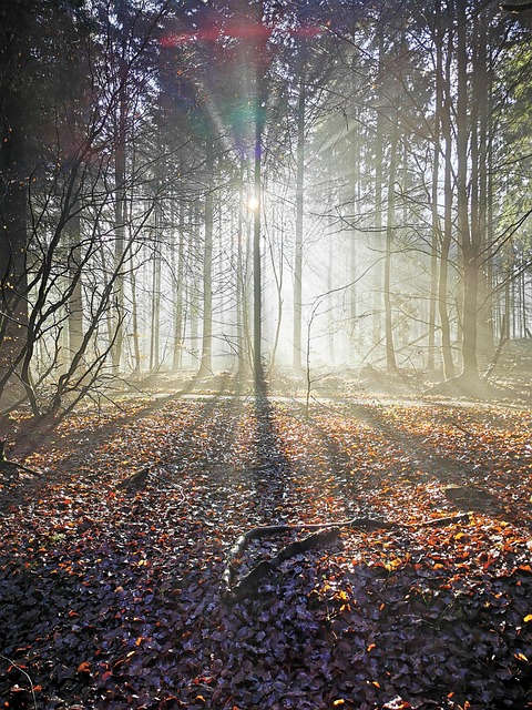 Free Nature Forest photo and picture