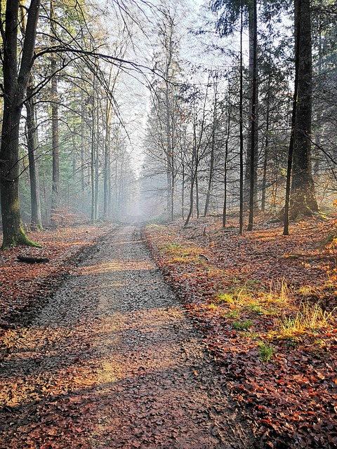 Free Nature Forest photo and picture