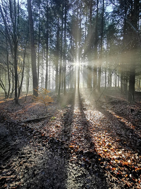 Free Nature Forest photo and picture