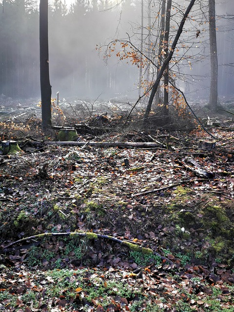 Free Nature Forest photo and picture