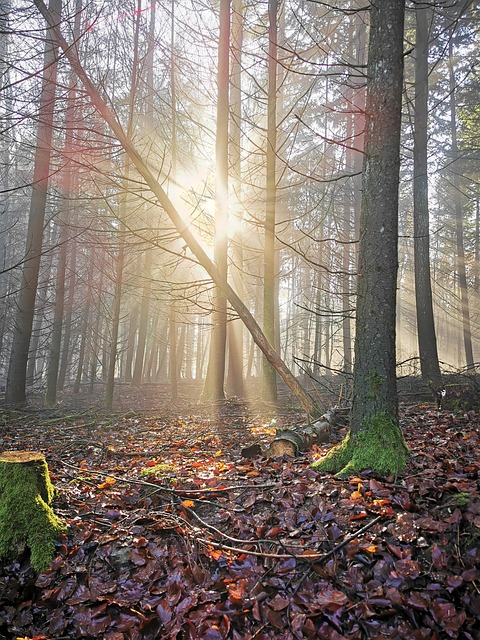 Free Nature Forest photo and picture