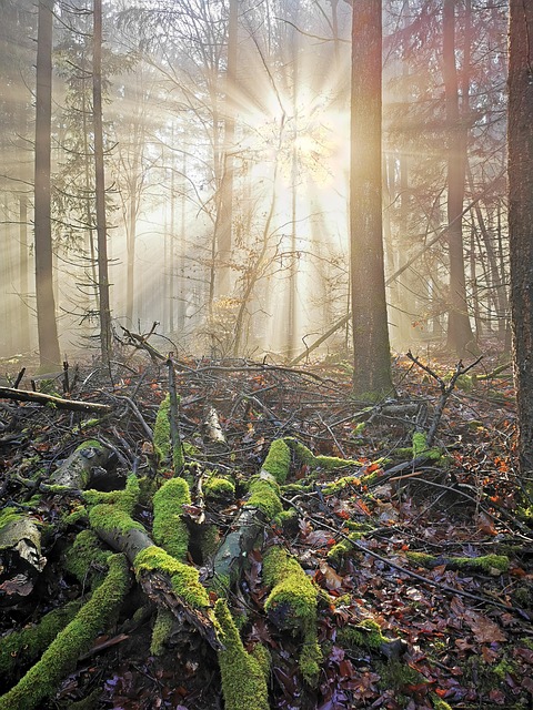 Free Nature Forest photo and picture