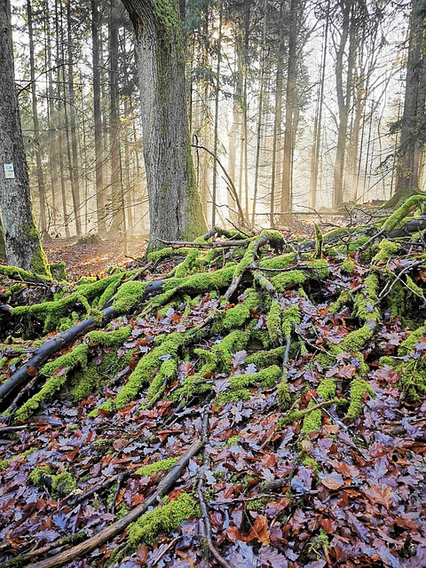 Free Nature Forest photo and picture