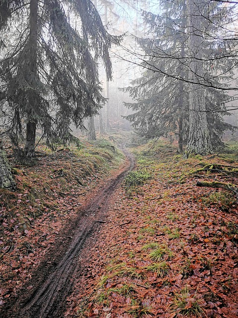 Free Nature Forest photo and picture