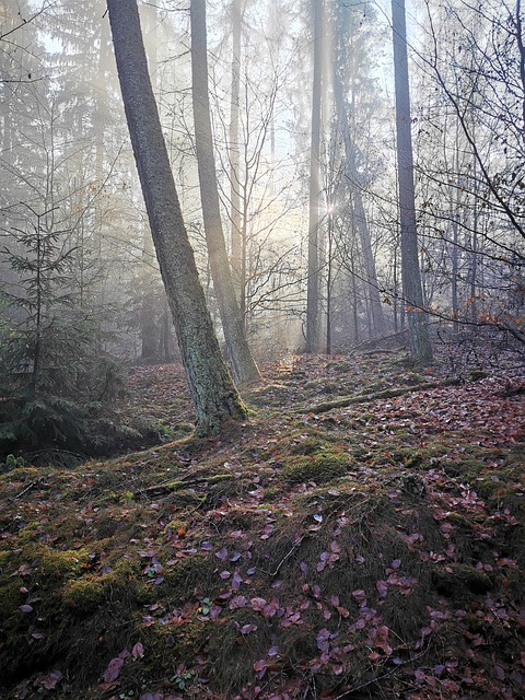 Free Nature Forest photo and picture