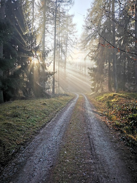 Free Nature Forest photo and picture
